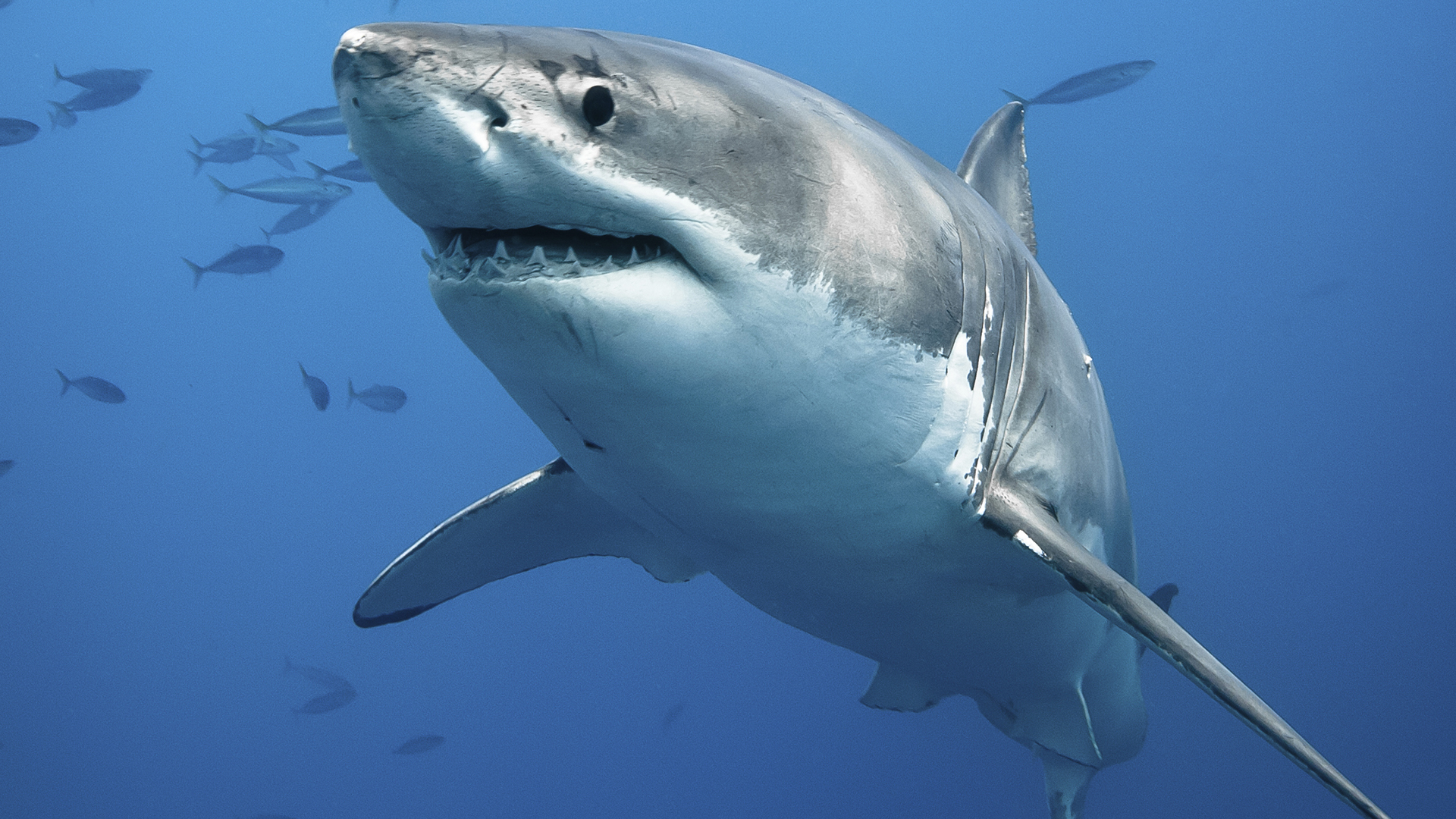 Animals Big Blue